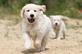 GOLDEN RETRIEVER 343
